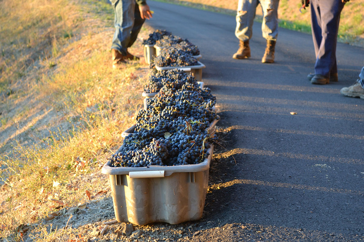 grapes in tubs