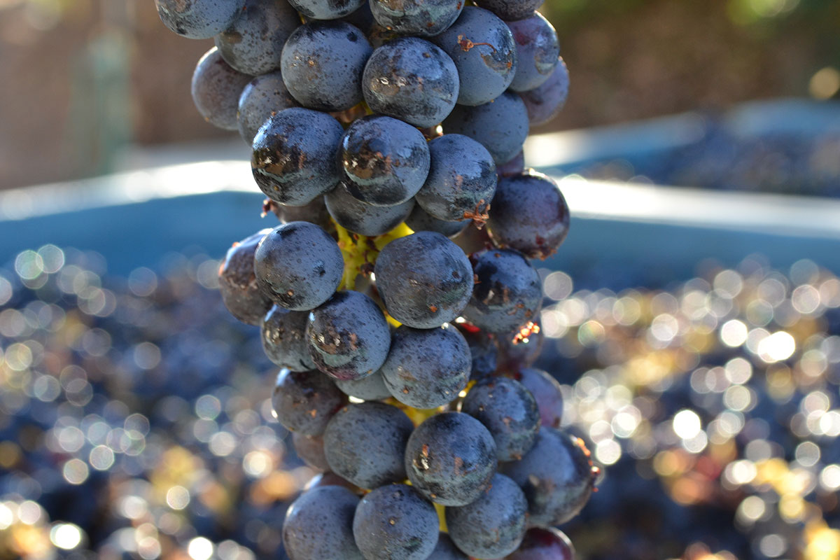 grapes close up