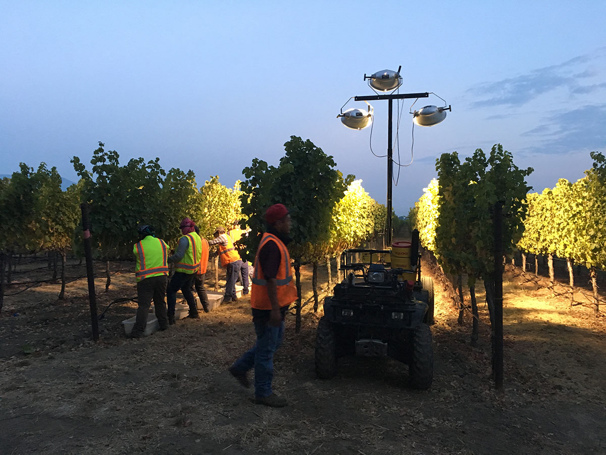 workers in vineyard