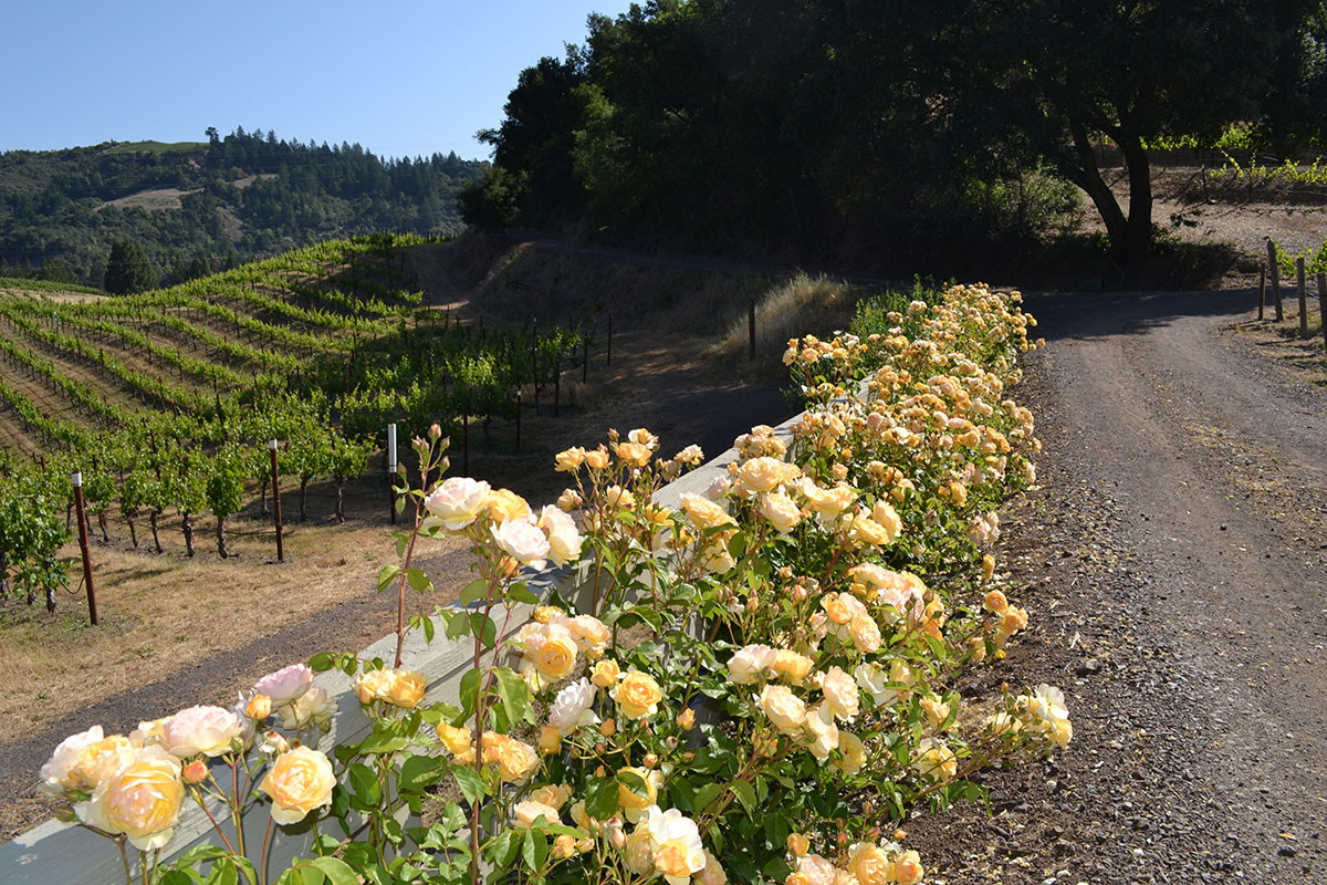 beautiful vineyard view