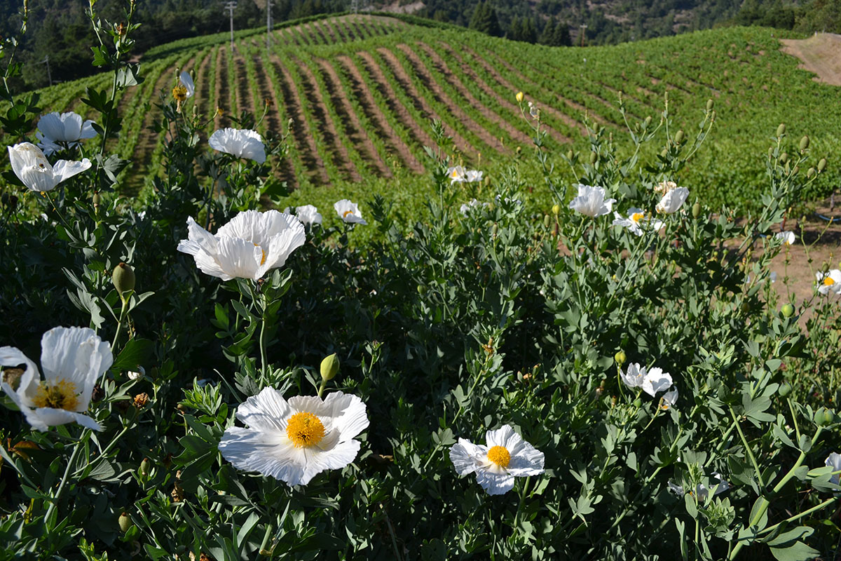 flowers and vineyard