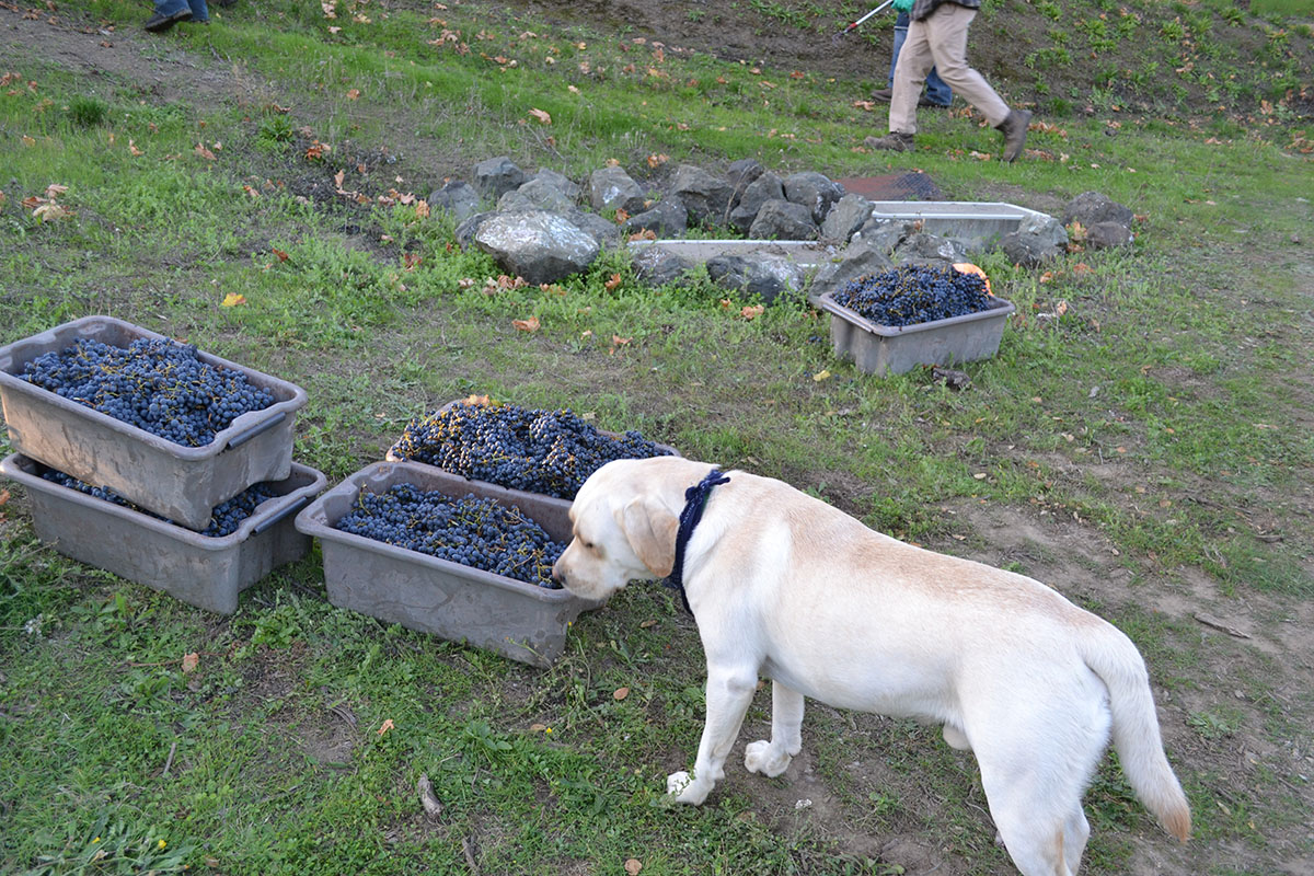 Tucker sniffs grapes